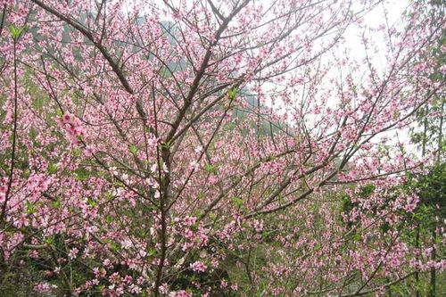 Chuyên gia chỉ cách 'điều khiển' hoa đào nở đúng Tết