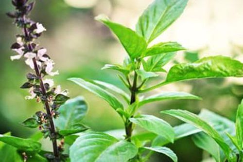 3 hỗn hợp xông hơi giảm nghẹt mũi và đau họng