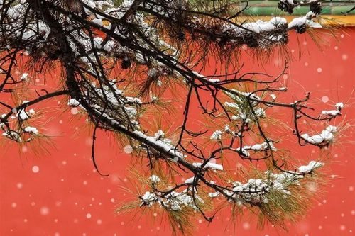 'Bông tuyết to bất thường' phủ kín Tử Cấm Thành
