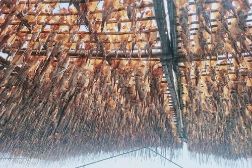 Làng biển Quảng Ngãi rộn ràng mùa mực xà cuối năm