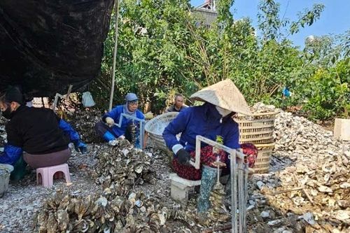 Quảng Ninh tăng cường quản lý an toàn vệ sinh trong chế biến hàu