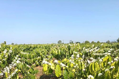 Gia Lai: Hoa cà phê nở trắng đồi
