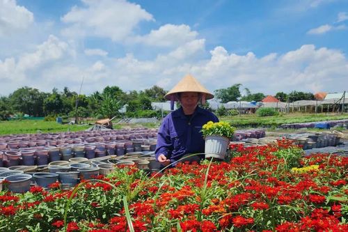 TPHCM: Các làng hoa tất bật vào vụ Tết Nguyên đán Bính Ngọ 2026