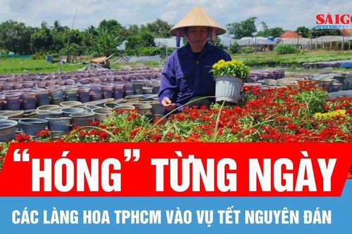 Các làng hoa TPHCM 'hóng' thị trường Tết Nguyên đán Bính Ngọ