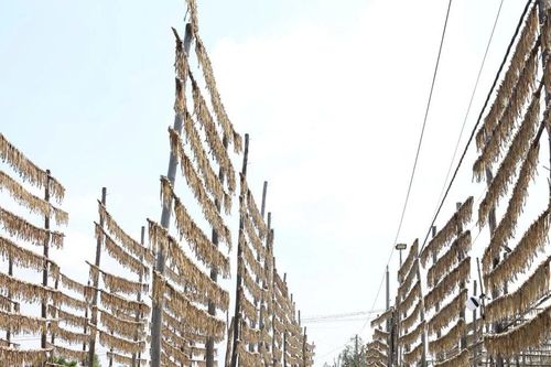 Làng khô cá Khoai nổi tiếng miền Tây rộn ràng vào vụ Tết