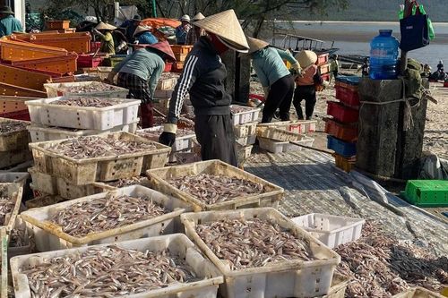 Ngư dân Hà Tĩnh trúng đậm 'lộc biển', thu tiền triệu mỗi ngày