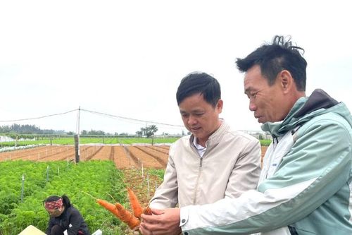 Cà rốt trúng mùa, trúng giá ở Quỳnh Mai