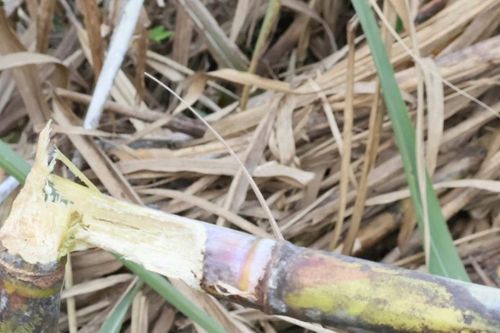 Hàng trăm héc ta mía cận kề thu hoạch bị chuột cắn phá