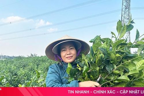 Giá chè xanh tại Hà Tĩnh tăng cao