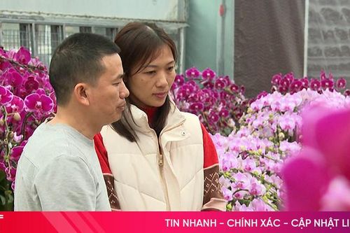 Các nhà vườn hoa, cây cảnh tất bật vào vụ Tết