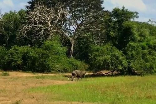 Báo hoa mai cướp nghé con, trâu mẹ húc thẳng kẻ săn mồi