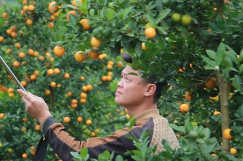 Hồi sinh sau bão lũ, vựa quất cảnh lớn nhất xứ Thanh rộn ràng vào vụ Tết