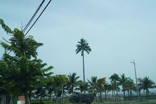 Những cây dừa không... trái
