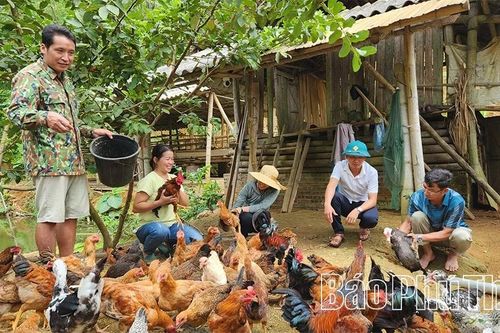 Nhà nông 'bén duyên' công nghệ