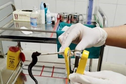 Đỉa dài 10 cm ký sinh trong mũi người bệnh