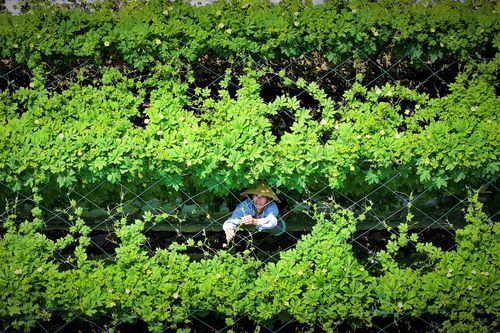 Mát mắt vựa rau sạch tươi ngon phục vụ Tết Nguyên đán tại Gia Lai