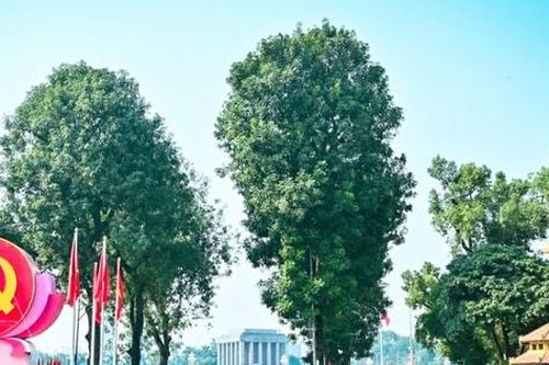 Bắc Bộ sáng sớm có sương mù nhẹ, chiều hửng nắng