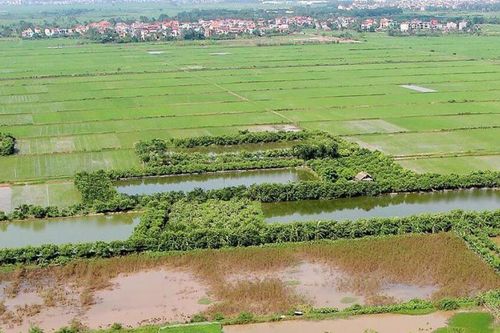 Những trường hợp này được miễn thuế sử dụng đất nông nghiệp từ năm 2026 đến hết năm 2030