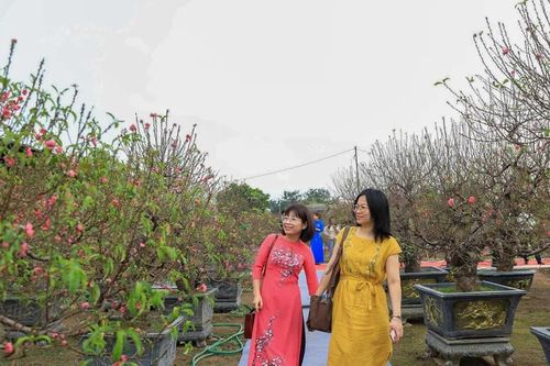 'Đào Nhật Tân – sắc xuân Hồng Hà' tôn vinh làng nghề trăm năm bên bãi sông Hồng