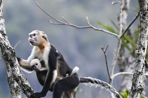 Hiện trạng quần thể Voọc mũi hếch tại rừng Khau Ca