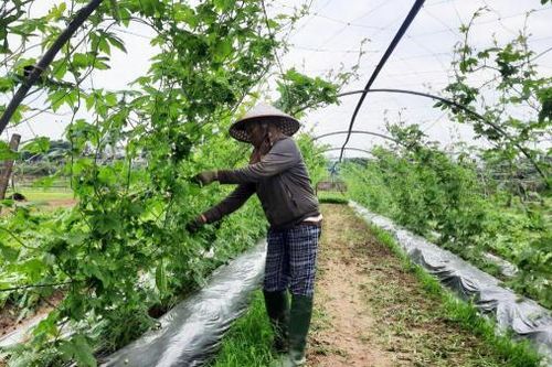 Mong vụ rau Tết bội thu