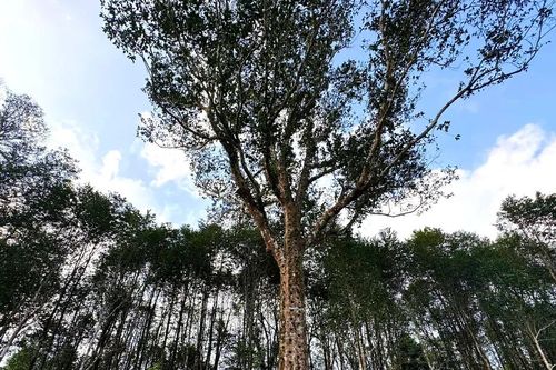Độc đáo hàng trăm cây dó trầm cổ thụ quý hiếm ở Hà Tĩnh