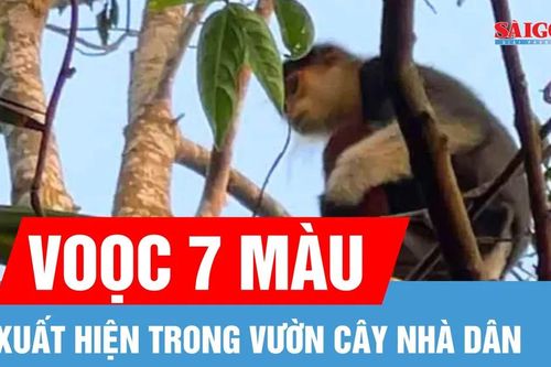 Voọc 7 màu xuất hiện trong vườn cây nhà dân