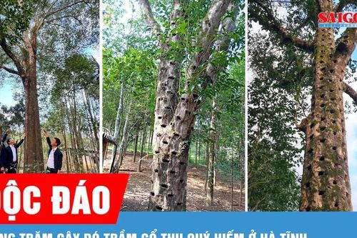 Độc đáo hàng trăm cây dó trầm cổ thụ quý hiếm ở Hà Tĩnh