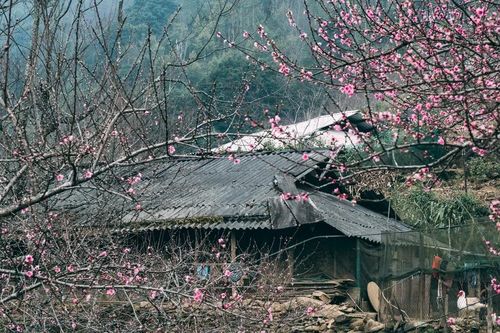 Lên Tà Xùa 'săn' biển mây bồng bênh, ngắm đào rừng khoe sắc
