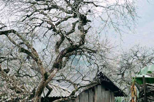 Mùa hoa mận nở, Phiêng Cành hút du khách tìm chốn tĩnh lặng