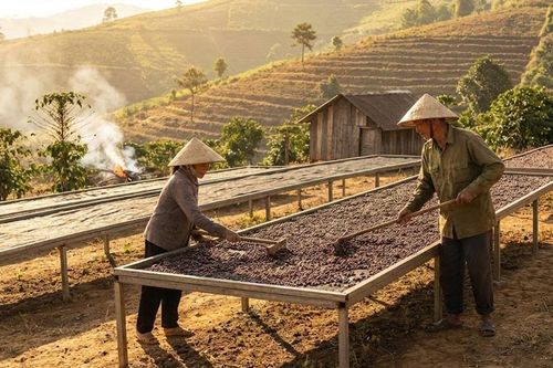 Giá cà phê hôm nay 19/1/2026: Thế giới đỏ lửa, nội địa vững vàng chờ tin vui cận Tết