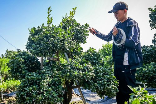 Cây quất 'tam đa' hơn 10 năm tuổi được thuê 30 triệu đồng chơi Tết