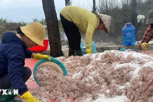Trúng đậm mùa ruốc, ngư dân Quảng Trị thu về cả triệu đồng