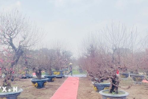 Hoa đào khoe sắc tại Lễ hội 'Đào Nhật Tân-Sắc Xuân Hồng Hà'