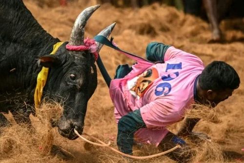 Ấn Độ: 7 người thiệt mạng, 100 người bị thương do bị bò tấn công