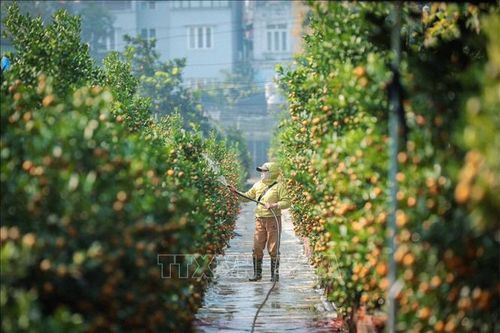 Quất cảnh Tứ Liên - 'di sản' xanh của Tết Việt