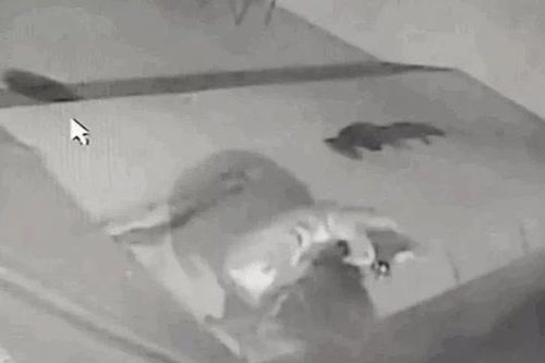 Sư tử núi đột nhập nhà dân cắn xé chó Dobermann rồi bất ngờ bỏ đi