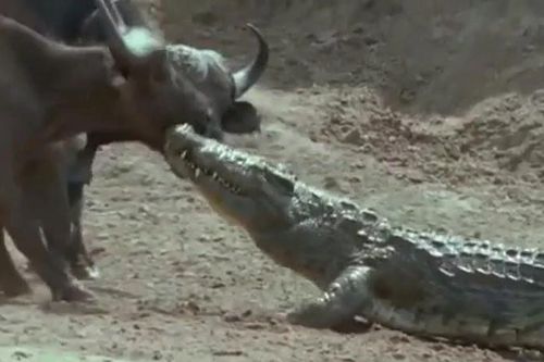 Cá sấu liều mạng săn trâu rừng và pha tháo chạy trong gang tấc