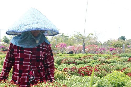 Chung tay giúp nhà vườn tìm đầu ra hoa Tết nở sớm