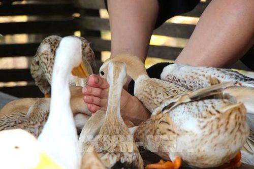 Cần Thơ: 'Massage vịt' độc lạ hút khách ở du lịch Cồn Sơn
