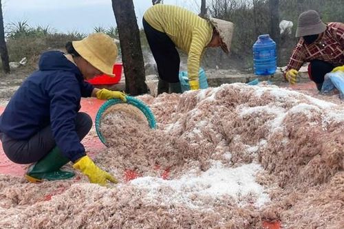 Ngư dân ven biển Quảng Trị trúng đậm 'lộc biển' đầu năm