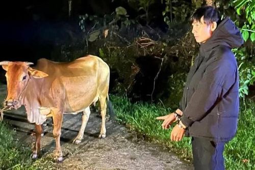 Người phụ nữ bất ngờ khi biết danh tính kẻ trộm 2 con bò sau khi báo Công an