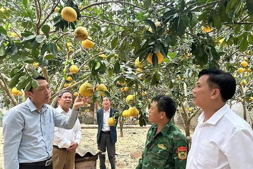 Nông Cống phát triển các mô hình kinh tế tạo sinh kế bền vững