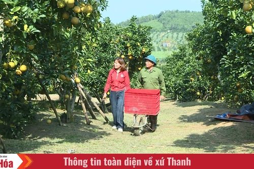 Giấc mơ làm giàu ở bản Mường