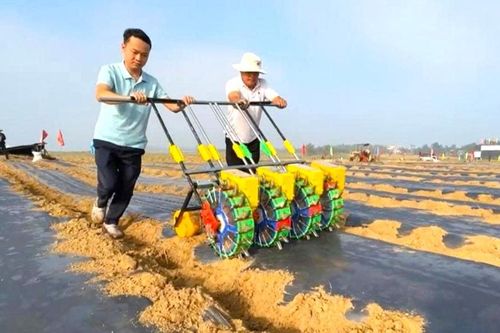 Triển khai mô hình đậu phụng hữu cơ cho nông dân xã Đại Lộc