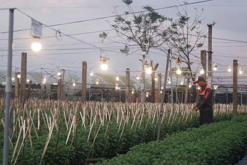Triển vọng phát triển nông nghiệp tri thức và đa giá trị