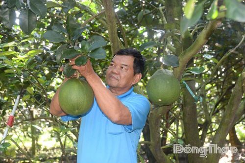 Hội quán nông dân Mỹ Phú: Tập trung chăm sóc bưởi da xanh phục vụ thị trường Tết
