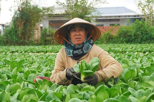 Trồng rau an toàn, cải thiện đời sống