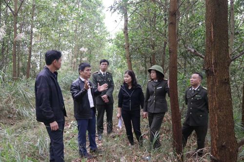 Khảo sát việc trồng cây gỗ lớn và dược liệu dưới tán rừng tại các xã: Châu Sơn, Thái Bình
