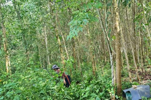 Toàn tỉnh trồng mới hơn 24.000ha rừng